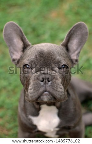 Similar – Portrait of a very young French Bulldog