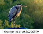  portrait of a blue heron in the light of the rising sun, blurred natural green background