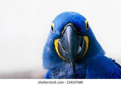 Portrait Blue Hyacinth Macaw