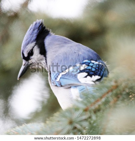 Portrait of a Blue Jay