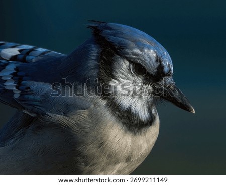 A Portrait of a Blue Jay