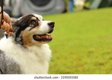 Portrait Of The Blue Merle Australian Shepherd At The Dog Show Glancing At His Handler