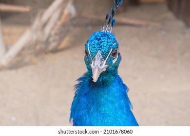 Portrait Of Blue Peafowl That Lives In The Zoo. Bright Exotic Bird, Close Up. 