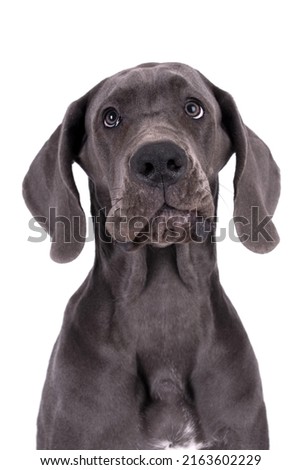 portrait of Blue Pyppy Great Dane Dog