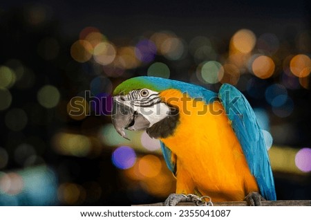 Portrait of a Blue Yellow Macaw Parrot on at night city colorful bokeh background.