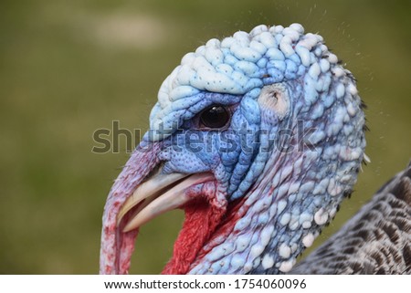 Portrait of a bluefaced turkey