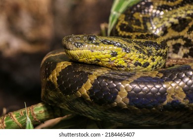 Portrait Of A Boa Constrictor In A Reptile House