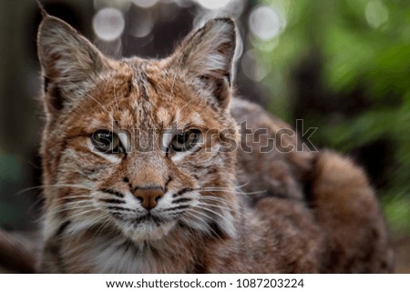 Portrait of Bobcat