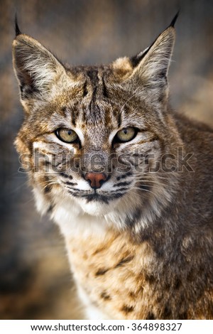 Portrait of a Bobcat