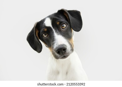 Portrait Bodeguero Puppy Dog Tilting Head Side. Isolated On Gray White Background