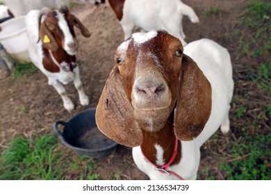 Portrait Of Boer Goat, Boar Goat