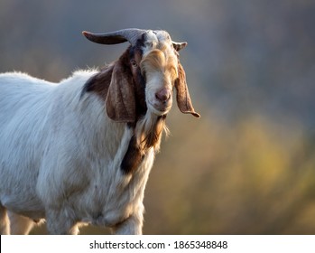 Portrait of boer goat walking free outdoor. Traditional organic livestock breeding