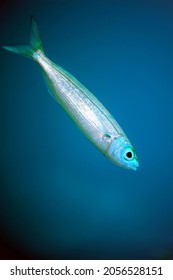 Portrait Of Bogue ( A Coastal Pelagic Fish)