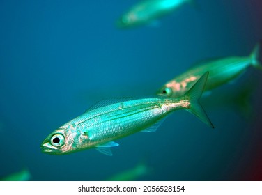 Portrait Of Bogue ( A Coastal Pelagic Fish)