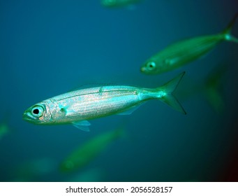 Portrait Of Bogue ( A Coastal Pelagic Fish)