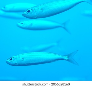 Portrait Of Bogue ( A Coastal Pelagic Fish)