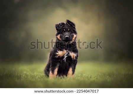 Portrait of Bohemian Shepherd puppy