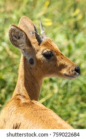 A Portrait Of A Bohor Reedbuck