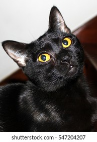 Portrait Of Bombay Cat