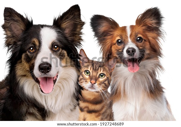 Portrait of a border collie a cat and a Papillion dog wallpaper for walls
