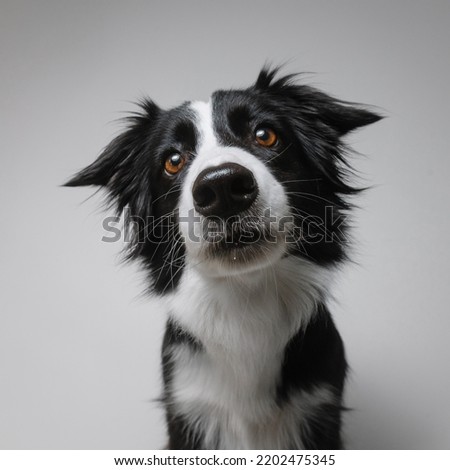 Portrait of border collie dog