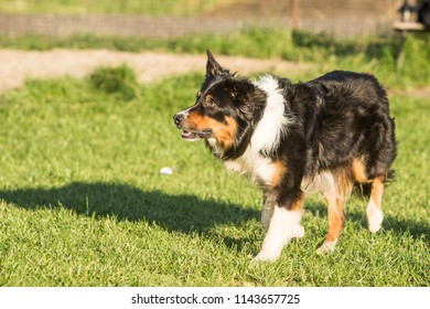 Portrait of a border collie dog living in belgium - Shutterstock ID 1143657725
