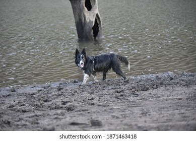 Portrait Of A Border Collie Dog Running In A Muddy Lake