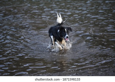 Portrait Of A Border Collie Dog Running In A Muddy Lake