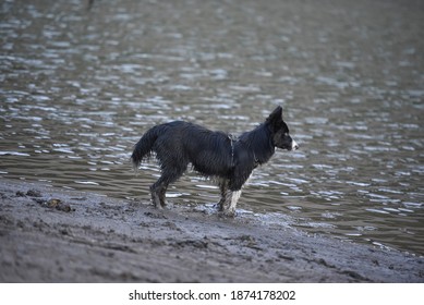 Portrait Of A Border Collie Dog Running In A Muddy Lake