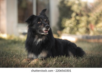 Portrait Of A Border Collie Mix Breed Dog