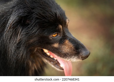 Portrait Of A Border Collie Mix Breed Dog