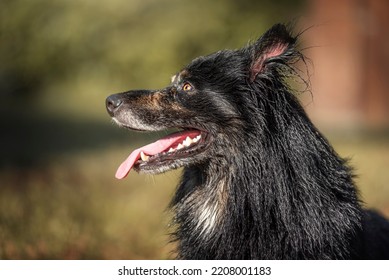 Portrait Of A Border Collie Mix Breed Dog