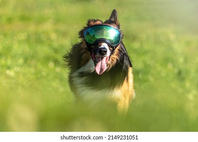 Portrait Of A Border Collie Outdoors Wearing An Eye Protection Mask