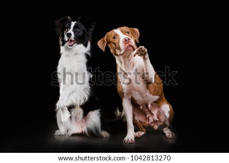 portrait of border collie and pit bull show his paw in front of black background