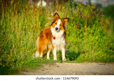 Sable Border Collie Images Stock Photos Vectors Shutterstock