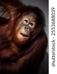 Portrait of Bornean orangutan on blurry background