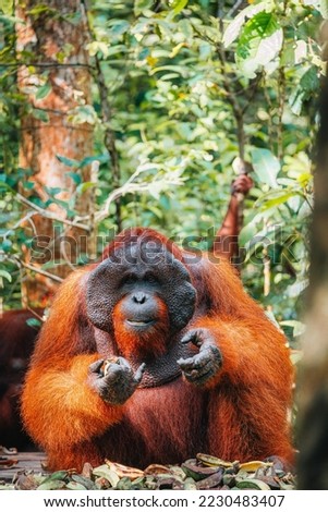 Portrait of Bornean Orangutan or Pongo pygmaeus