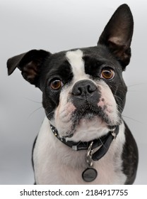 Portrait Of A Boston Terrier. Close Up. Looking At Camera With One Folded Ear.