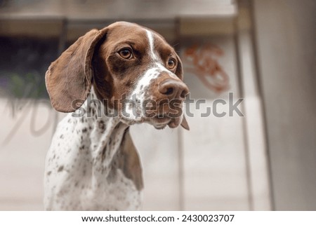 Portrait of a braque francais hound in front of an elevator in a city