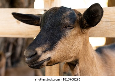 Portrait Of The Breed Alpine Domestic Goat. 