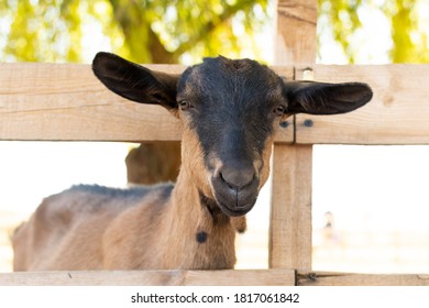 Portrait Of The Breed Alpine Domestic Goat. 