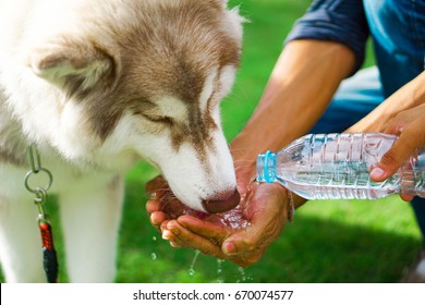Portrait of breed Siberian husky is smile dog has two different colored eyes and dog is drinking  water in hand from water bottle look happy puppy dog tongue hanging dog a walk in the park