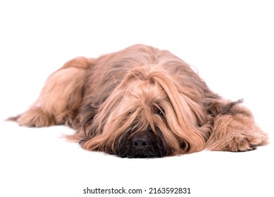 the portrait of Briard (Berger de Brie) Dog