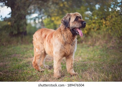 Portrait of Briard Dog