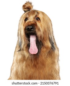 Portrait of a Briard dog isolated on a white background