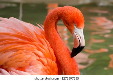 Portrait of a Bright Coral Colored Flamingo Grooming Feathers - Powered by Shutterstock