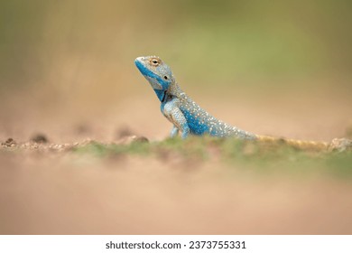 Portrait of a brilliant ground agama from Jaisalmer, Rajasthan, India