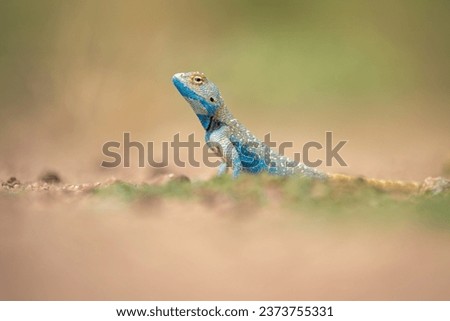Portrait of a brilliant ground agama from Jaisalmer, Rajasthan, India