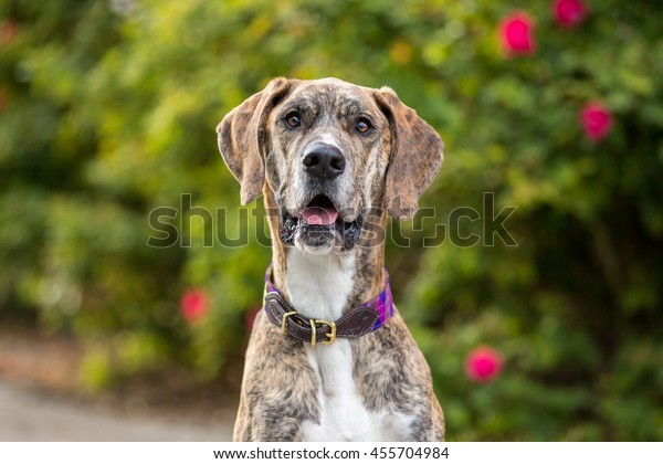 Portrait Brindle Great Dane Female Dog Stock Photo 455704984 Shutterstock