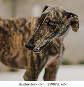 Portrait Of A Brindle Greyhound